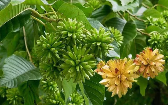 Biết gì về loài cây mệnh danh “thần dược” chữa ung thư? - Hình 6 Biet gi ve loai cay menh danh “than duoc” chua ung thu?-Hinh-6