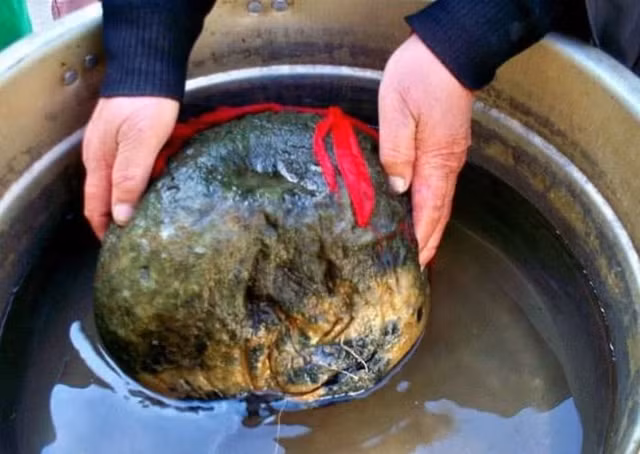 Vật thể lạ như miếng thịt 25 kg, để nửa năm không hỏng - Hình 7 Vat the la nhu mieng thit 25 kg, de nua nam khong hong-Hinh-7