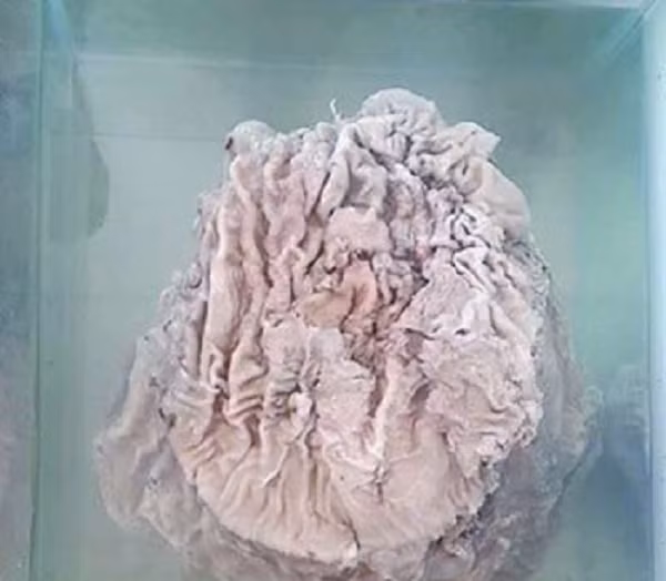 Can canh bau vat Tan Thuy Hoang tung ao uoc-Hinh-5