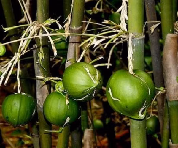 Biet gi ve loai qua tram nam moi no gan voi tham hoa khung khiep-Hinh-9