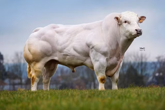 Biết gì về giống bò “cơ bắp” sắp lộ diện tại Việt Nam? Biet gi ve giong bo “co bap” sap lo dien tai Viet Nam?