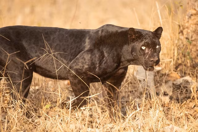 Su that thu vi ve bao den Black Panther hu cau-Hinh-4