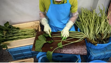 Vì sao củ wasabi tươi ăn kèm sushi Nhật luôn thuộc dạng đắt đỏ bậc nhất thế giới? - Hình 5 Vi sao cu wasabi tuoi an kem sushi Nhat luon thuoc dang dat do bac nhat the gioi?-Hinh-5