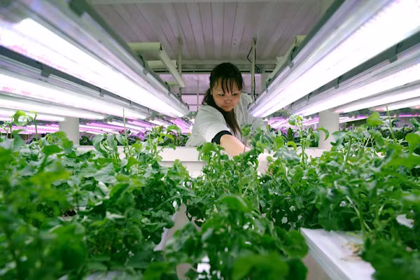 Mỏ vàng khổng lồ "cô độc" nhất hành tinh: Đóng băng suốt 7 thập kỷ! - Hình 9 Mo vang khong lo