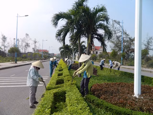 Gói thầu cây xanh Bình Minh, Vĩnh Long có thực sự cạnh tranh? Goi thau cay xanh Binh Minh, Vinh Long co thuc su canh tranh?
