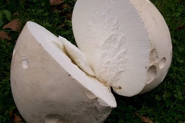 Bí mật bất ngờ trong 'báu vật khổng lồ' trên bãi cỏ - Hình 7 Bi mat bat ngo trong 'bau vat khong lo' tren bai co-Hinh-7