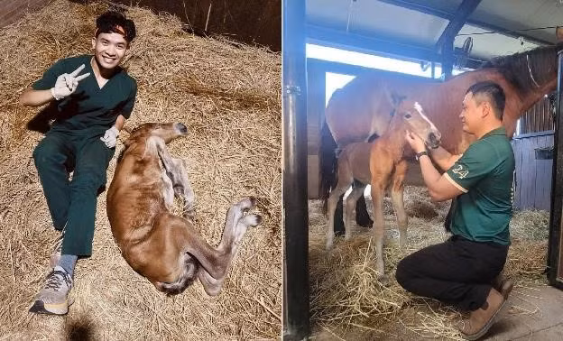 Loài ngựa cao nhất thế giới chào đời tại Vinpearl Horse Academy Loai ngua cao nhat the gioi chao doi tai Vinpearl Horse Academy