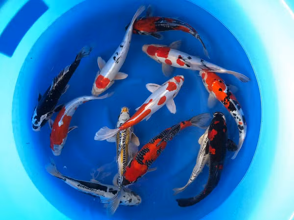 Choang vang 5 con ca Koi gia dat cat co, dai gia co san lung