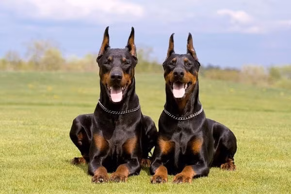 Pitbull khong phai la loai cho du nhat the gioi-Hinh-12