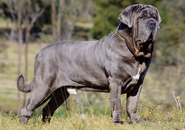 Pitbull khong phai la loai cho du nhat the gioi-Hinh-7