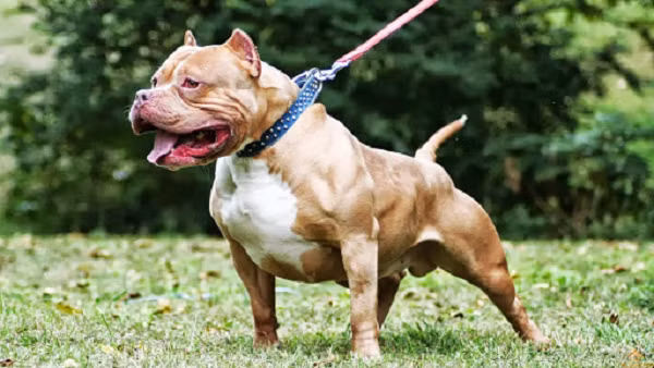 Pitbull khong phai la loai cho du nhat the gioi