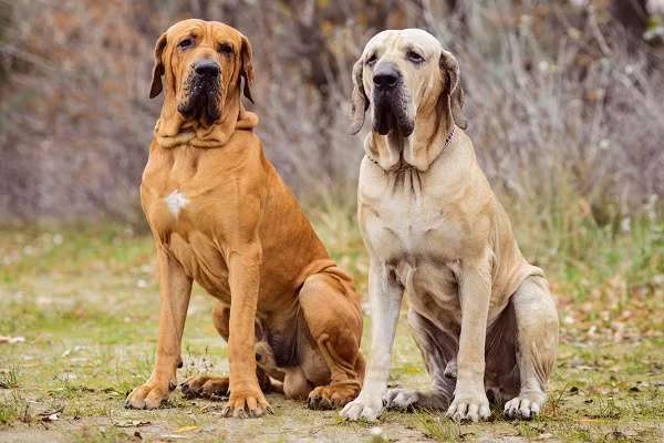 Pitbull khong phai la loai cho du nhat the gioi-Hinh-8