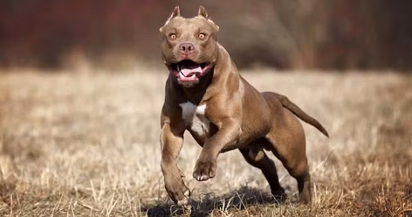Pitbull khong phai la loai cho du nhat the gioi-Hinh-4