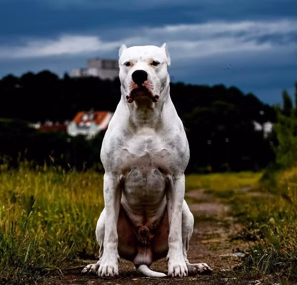 Pitbull khong phai la loai cho du nhat the gioi-Hinh-3