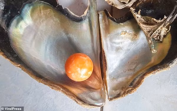 Được 'báo mộng', ngư dân tìm thấy ngọc trai Melo quý hiếm - Hình 5 Duoc 'bao mong', ngu dan tim thay ngoc trai Melo quy hiem-Hinh-5