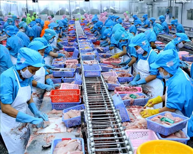 Nganh Thuy san co trien vong xuat khau ca tra va tom tai My?
