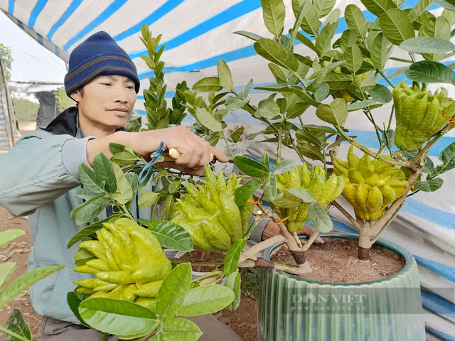 Bonsai phật thủ khan hàng, giá hàng chục triệu đồng Bonsai phat thu khan hang, gia hang chuc trieu dong