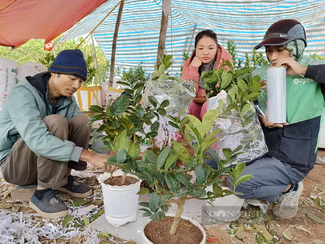 Bonsai phật thủ khan hàng, giá hàng chục triệu đồng - Hình 2 Bonsai phat thu khan hang, gia hang chuc trieu dong-Hinh-2