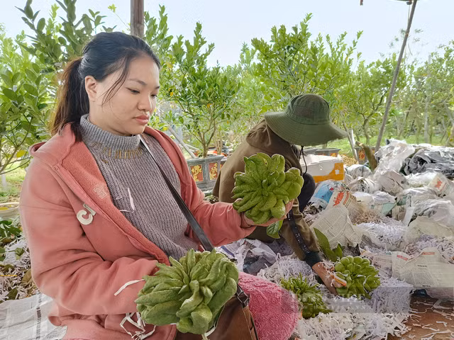 Bonsai phật thủ khan hàng, giá hàng chục triệu đồng - Hình 4 Bonsai phat thu khan hang, gia hang chuc trieu dong-Hinh-4