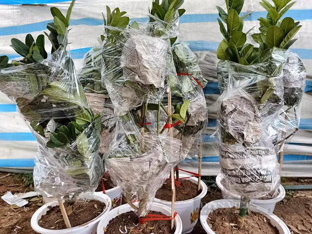 Bonsai phật thủ khan hàng, giá hàng chục triệu đồng - Hình 6 Bonsai phat thu khan hang, gia hang chuc trieu dong-Hinh-6