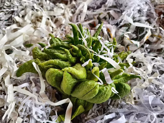 Bonsai phật thủ khan hàng, giá hàng chục triệu đồng - Hình 3 Bonsai phat thu khan hang, gia hang chuc trieu dong-Hinh-3