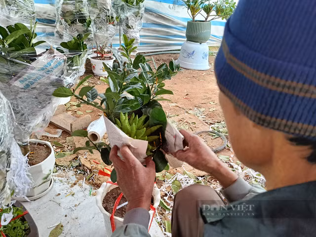 Bonsai phật thủ khan hàng, giá hàng chục triệu đồng - Hình 5 Bonsai phat thu khan hang, gia hang chuc trieu dong-Hinh-5