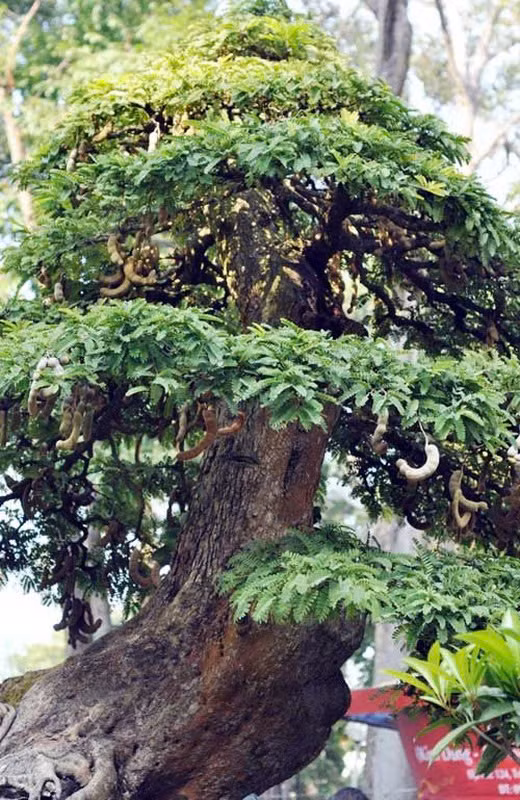 Bonsai co thu tien ty danh cho dai gia choi Tet-Hinh-10
