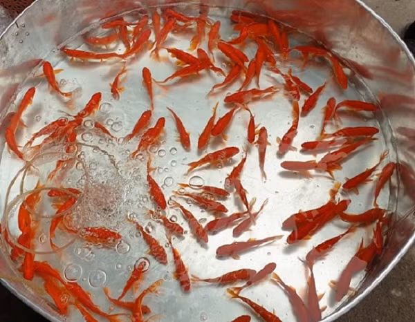 Vì sao phải thả cá chép khi cúng ông Công ông Táo? - Hình 3 Vi sao phai tha ca chep khi cung ong Cong ong Tao?-Hinh-3