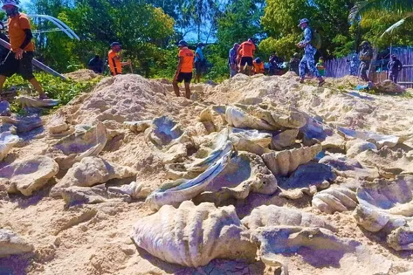 Vì sao vỏ sò tai tượng Philippines được săng lùng trái phép? Vi sao vo so tai tuong Philippines duoc sang lung trai phep?
