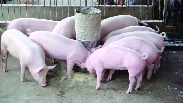 Giá heo hôm nay 22/4: Vẫn có nơi 94.000 đồng/kg, liệu có xuống dưới mức 60.000 đồng như chỉ đạo của Thủ tướng? Gia heo hom nay 22/4: Van co noi 94.000 dong/kg, lieu co xuong duoi muc 60.000 dong nhu chi dao cua Thu tuong?