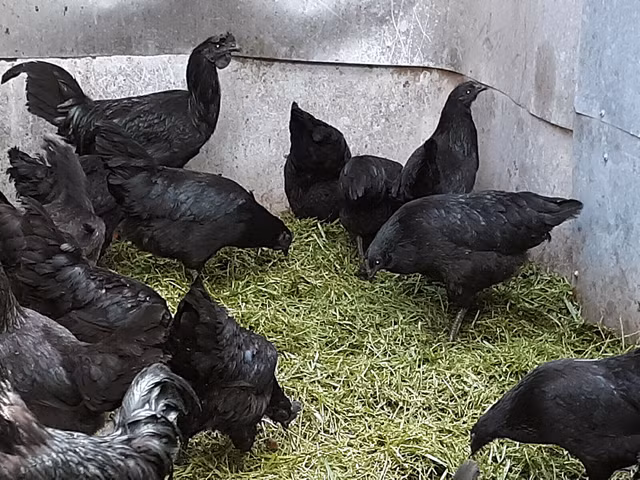 Hiếm có khó tìm quả trứng đen sì giá “chát” cả triệu đồng Hiem co kho tim qua trung den si gia “chat” ca trieu dong