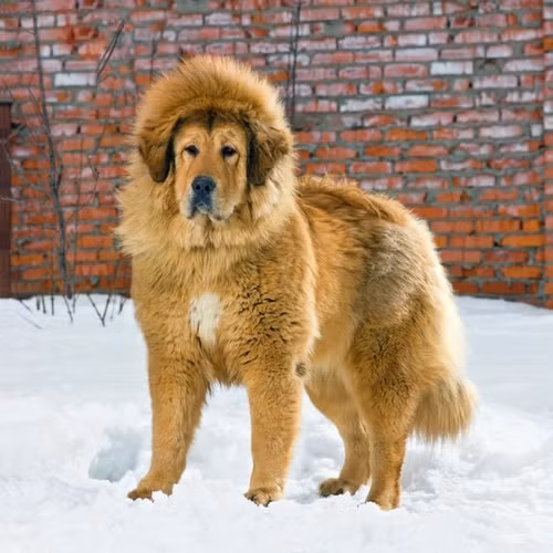 Vì sao "chúa tể thảo nguyên" có giá đắt nhất thế giới? - Hình 8 Vi sao