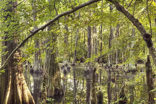 Khám phá cảnh thần tiên ở đầm lầy cầu vồng đẹp nhất thế giới Kham pha canh than tien o dam lay cau vong dep nhat the gioi