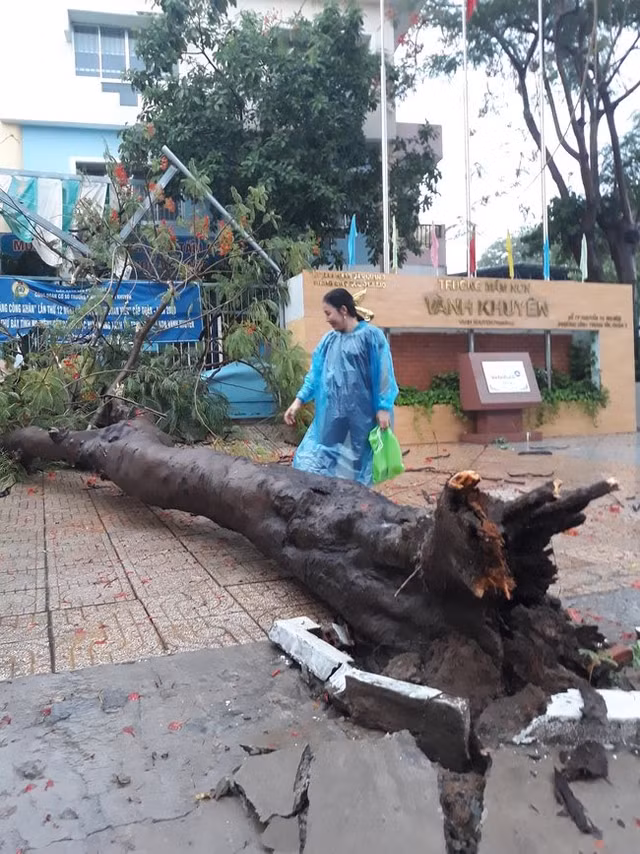 Cây phượng bật gốc trước cổng trường mầm non ở Sài Gòn Cay phuong bat goc truoc cong truong mam non o Sai Gon
