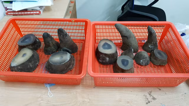 Hành khách mang theo 6,2 kg sừng tê giác qua sân bay Hanh khach mang theo 6,2 kg sung te giac qua san bay