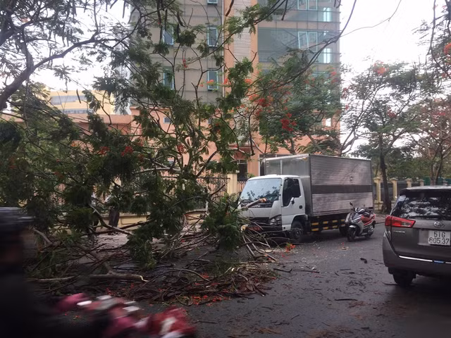 Cay phuong bat goc de xe tai o Sai Gon, nhieu nguoi thoat chet-Hinh-5