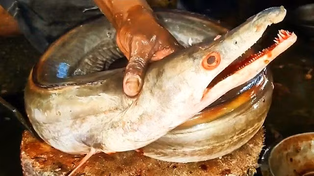"Đặc sản không giống ai" lại sở hữu bộ phận quý gần chục triệu đồng 1kg - Hình 4 Cá Lạc thường sống dưới bùn đáy, kiếm ăn ban đêm bằng hàm răng sắc và bén để tấn công các con mồi nhỏ hơn.