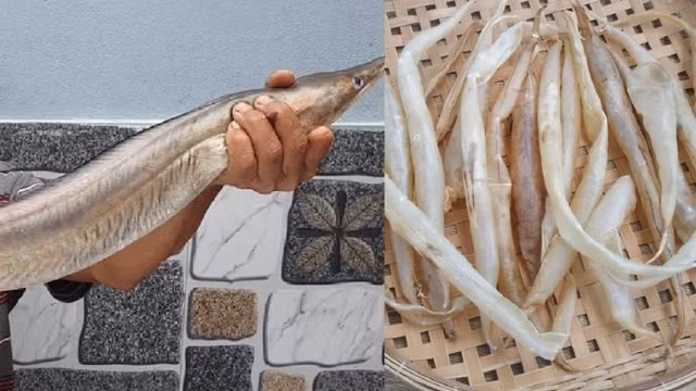 "Đặc sản không giống ai" lại sở hữu bộ phận quý gần chục triệu đồng 1kg - Hình 5 Cá Lạc được chia thành hai loại chính: cá lạc vàng với thân màu vàng, và cá lạc ù với thân màu xám.