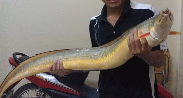 "Đặc sản không giống ai" lại sở hữu bộ phận quý gần chục triệu đồng 1kg - Hình 3 Cá Lạc có hình dáng giống cá chình, với mỏ dài, mình tròn, thân hình ống dài, mõm ngắn, mắt lớn, và răng nanh sắc bén. Loài cá này có thể đạt đến chiều dài 2 mét và nặng mấy chục cân.