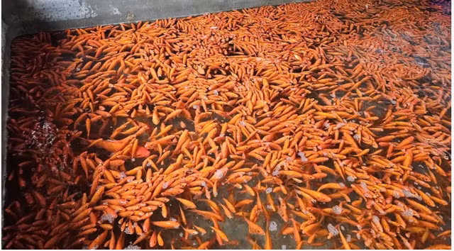 Đồ cúng ông Công ông Táo tăng giá hơn so năm ngoái Do cung ong Cong ong Tao tang gia hon so nam ngoai