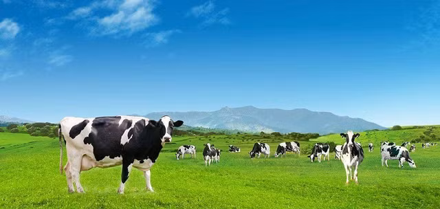 Chi ngàn tỷ vào thâu tóm, Vinamilk vẫn báo lãi lớn 9 tháng, GTNFood đi lùi - Hình 2 Chi ngan ty vao thau tom, Vinamilk van bao lai lon 9 thang, GTNFood di lui-Hinh-2