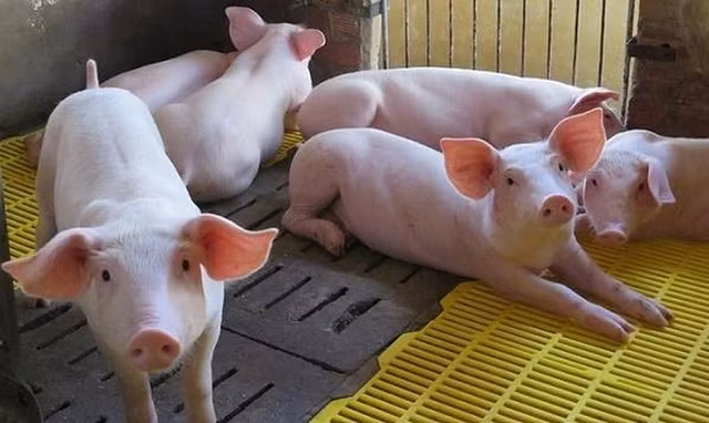 Giá heo hơi hôm nay 11/12: Tăng phi mã, sẽ lên mốc 90.000 đồng/kg? Gia heo hoi hom nay 11/12: Tang phi ma, se len moc 90.000 dong/kg?