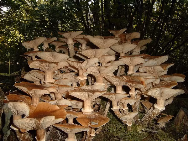 Sinh vat lon nhat hanh tinh la nam Armillaria-Hinh-12