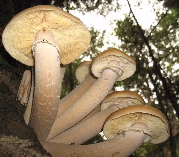 Sinh vat lon nhat hanh tinh la nam Armillaria-Hinh-11