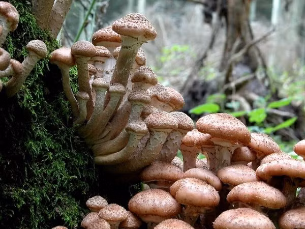 Sinh vật lớn nhất hành tinh là nấm Armillaria Sinh vat lon nhat hanh tinh la nam Armillaria
