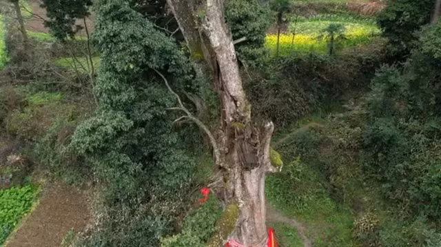 Loại gỗ quý hơn vàng nhưng không ai muốn trồng, bất ngờ lý do Loai go quy hon vang nhung khong ai muon trong, bat ngo ly do