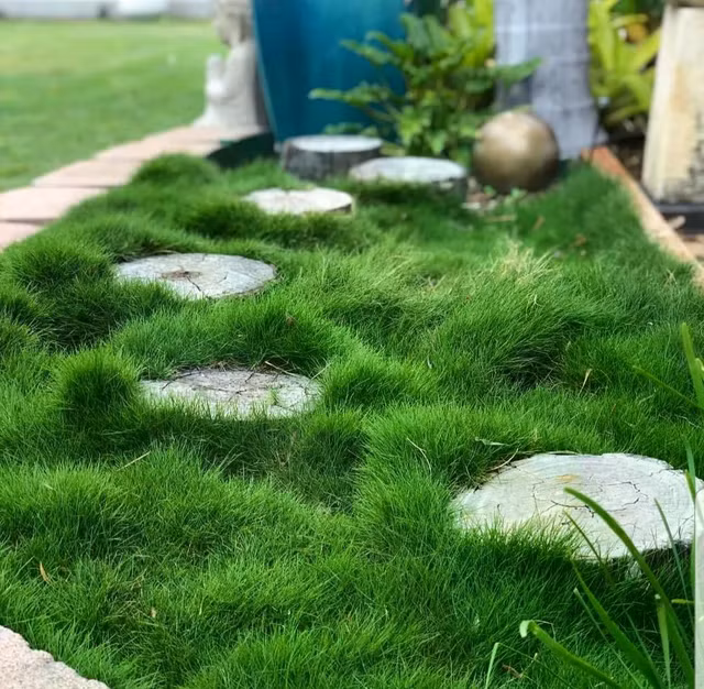 zoysia-steppersjpg.jpg