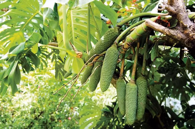 broward-rossy-monstera-deliciosajpg.jpg