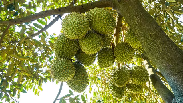 sau-rieng.jpg