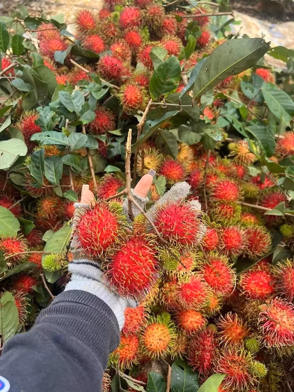 Chom chom cuoi vu tang gia cao nhat 15.000 dong/kg